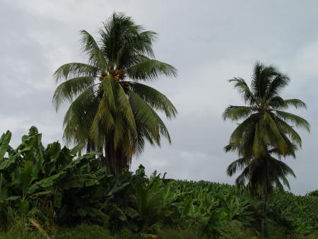 Martinique Juillet 2004